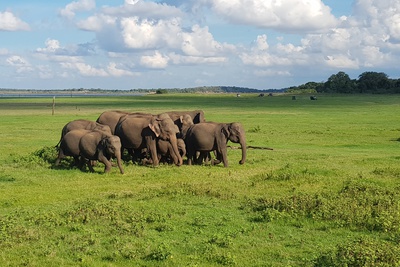 Kitesurfing in Sri Lanka