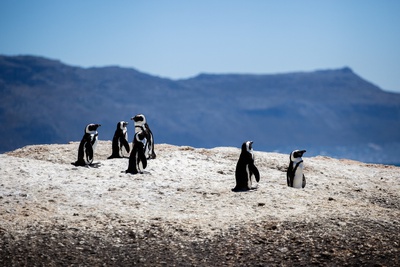 KiteWorldWide Kitesurfing Cape Town African penguin