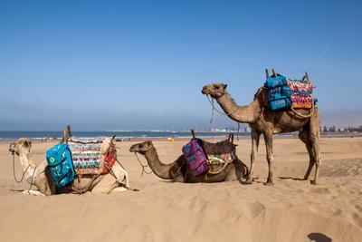 KiteWorldWide Kitesurfing Morocco Essaouira Camel ride