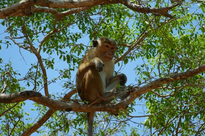 KiteWorldWide Kitesurfen Sri Lanka Kalpitiya Tiere