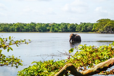 KiteWorldWide Kitesurfen Sri Lanka Kalpitiya Tiere